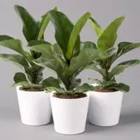 Pflanzen-Kölle Geigenfeige 'Bambino', Topf-Ø 12 cm, mit Übertopf weiß, Höhe ca. 30 cm, 3er-Set