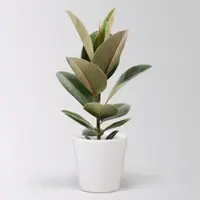 Pflanzen-Kölle Gummibaum 'Robusta' in Keramiktopf Dallas weiß, Topf-Ø 17 cm, Höhe ca. 55 cm