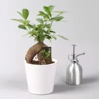 Pflanzen-Kölle Ficus 'Ginseng', inkl. Übertopf Dallas weiß, Topf-Ø 12 cm