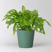 Pflanzen-Kölle Monstera adansonii mit Keramiktopf Dallas seegrün, Topf-Ø 12 cm