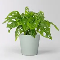 Pflanzen-Kölle Monstera adansonii mit Keramiktopf Dallas gletscherblau, Topf-Ø 12 cm