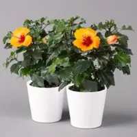 Pflanzen-Kölle Hibiskus, Graff 'Petit Orange', mit Keramiktopf weiß, Topf-Ø 13 cm, 2 Pflanzen