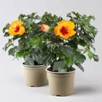 Pflanzen-Kölle Hibiskus 'Petit Orange', Topf-Ø 13 cm, Höhe ca. 35 cm, 2 Pflanzen