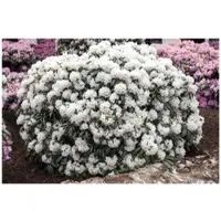 Pflanzen für Dich Rhododendron yakushimanum 'Schneekissen', weiß, 30–40 cm