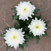 Pflanzen-Kölle Chrysantheme 'Zembla Next White', weiß, großblumig, Topf-Ø 13 cm, 6 Pflanzen