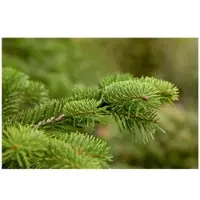 Pflanzen für Dich Abies Nordmanniana Nordmanntanne 40–60 cm