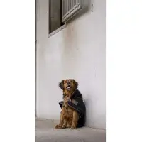 Diego & Louna Teddy Nylon Hundejacke