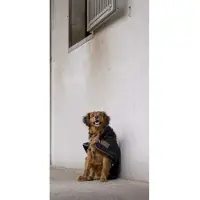 Diego & Louna Teddy Nylon Hundejacke