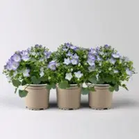 Pflanzen-Kölle Glockenblume 'Fancy Mee', weiß-lilablau, Topf-Ø 10,5 cm, 3 Pflanzen