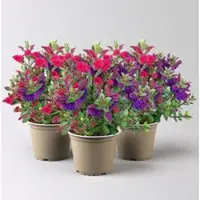 Kölle Hebe All Blooms 'Twin' blau und rot, Topf-Ø 12 cm, 3 Pfllanzen