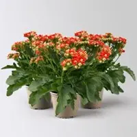 Pflanzen-Kölle Kalanchoe 'Queen', orange, Topf-Ø 14 cm, 3 Pflanzen