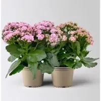 Pflanzen-Kölle Kalanchoe 'Queen', rosa, Topf-Ø 14 cm, 2 Pflanzen