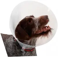 Buster K273396 Elizabethan Hundehalsband 10 Einheiten