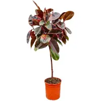 OEM Ficus elastica „Belize“ am Stamm – 130 cm – ø24