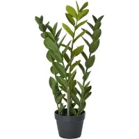 Beliani Zamiifolia