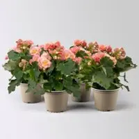 Pflanzen-Kölle Begonie 'Hailey Sunset', apricot, Topf-Ø 14 cm, 4 Pflanzen