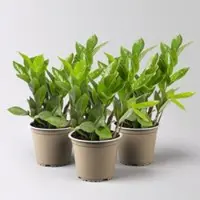 Pflanzen-Kölle Glücksfeder, Topf-Ø 12 cm, 3 Pflanzen