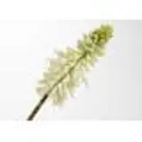 LOU DE CASTELLANE Kunstblume Kniphofia jade 71 cm weiß - Grün Anderes Plastik 0.01x0.01 cm