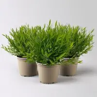 Pflanzen-Kölle Zimmerbambus, Topf-Ø 12cm, 3 Pflanzen