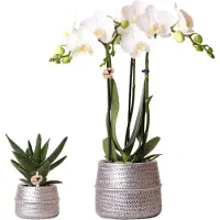 Everspring Pflanzenset Groove Silber Set mit Weißer Phalaenopsis Orchidee Amabilis 9cm & Grüner Sukkulente Crassula Ovata 6cmn