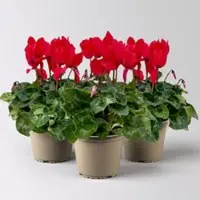 Pflanzen-Kölle Alpenveilchen 'Meine Beste', rot, Topf-Ø 13 cm, 3 Pflanzen