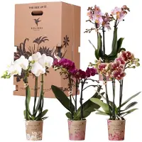 Everspring Überraschungsbox Mix Pflanzen Vorteilsbox Überraschungsbox mit 4 Verschiedenen Orchideen
