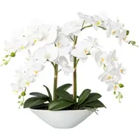Creativ Green Kunstorchidee »Deko-Orchidee Phalaenopsis in Keramikschale«, 49226315-0 weiß B/H/L: 35 cm x 53 cm