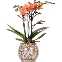 Everspring Orchids Orange Phalaenopsis Orchidee Mineral Bolzano & Safari Topf Topfgröße 9cm Blühende Zimmerpflanze