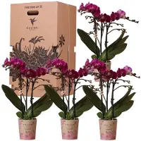Everspring Orchids Überraschungsbox Einfarbig Pflanzen Vorteilsbox mit 4 Verschiedenen Orchideen