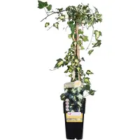 Everspring Gold-Efeu 'Goldheart' - Ø15cm - 65cm