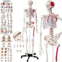 TecTake Skelett Günni lebensgroß und detailgetreu inklusive Anatomieposter