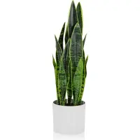 Hjh OFFICE Sansevieria