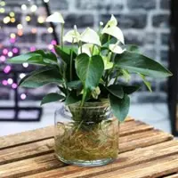 Kölles Beste Anthurie 'Water Roots' weiß in Glasvase 12cm Ø, ohne Erde