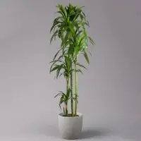 Pflanzen-Kölle Duftender Drachenbaum 'Janet Craig', 4er Tuff, Topf-Ø 27 cm, Höhe ca. 170 cm