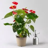 Kölles Beste Flamingoblume, 'Royal Red Champion', rot, Topf-Ø 14 cm, Höhe ca. 50 cm