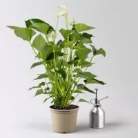 Kölles Beste Flamingoblume, 'White Champion', weiß, Topf-Ø 14 cm, Höhe ca. 50 cm