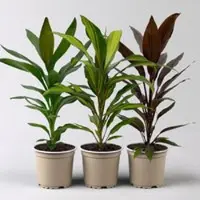 Kölles Beste Grünpflanzen-Set Keulenlilien-Dreierlei, Topf-Ø 12 cm, 3 Pflanzen