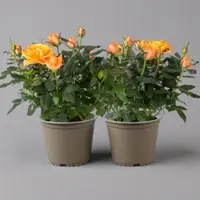 Kölles Beste Rose, orange, Topf-Ø 14 cm, 2 Pflanzen