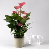 Kölles Beste Flamingoblume 'Pink Champion', pink, Topf-Ø 17 cm, Höhe ca. 55 cm
