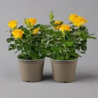 Kölles Beste Rose 'Infinity', gelb, Topf-Ø 14 cm, 2 Pflanzen