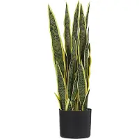 Beliani Snake Plant