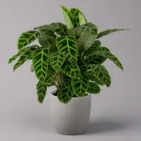 Kölles Beste Korbmarante, Goeppertia zebrina syn. Calathea, Topf-Ø 19 cm, Höhe ca. 65 cm