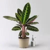 Kölles Beste Korbmarante, Goeppertia warscewiczii syn. Calathea, Topf-Ø 19 cm. Höhe ca. 70 cm