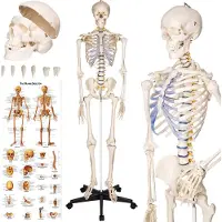 TecTake - Anatomie Skelett - medizinisches Modell auf Stativ - Muskel- und Knochenmarkierung - inkl. Poster mit Muskeln und Knochen - 181cm - 400502