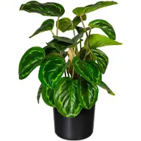 Creativ Green Künstliche Zimmerpflanze "Maranta"