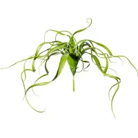 Creativ Green Kunstranke "Tillandsien-Hänger"
