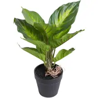 Botanic-Haus Künstliche Zimmerpflanze "Dieffenbachia Camila"