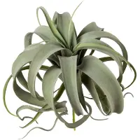 Creativ Green Kunstpflanze "Tillandsie"