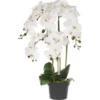 Beliani Orchid