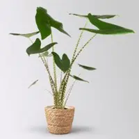 Pflanzen-Kölle Alocasia zebrina, Topf-Ø 17 cm, Höhe ca. 60 cm, mit Korb Osaka